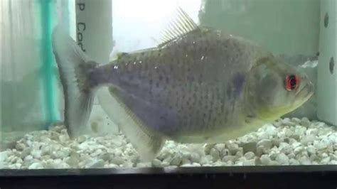 blue diamond piranha|Blue Diamond Rhom (Piranha) Setup .
